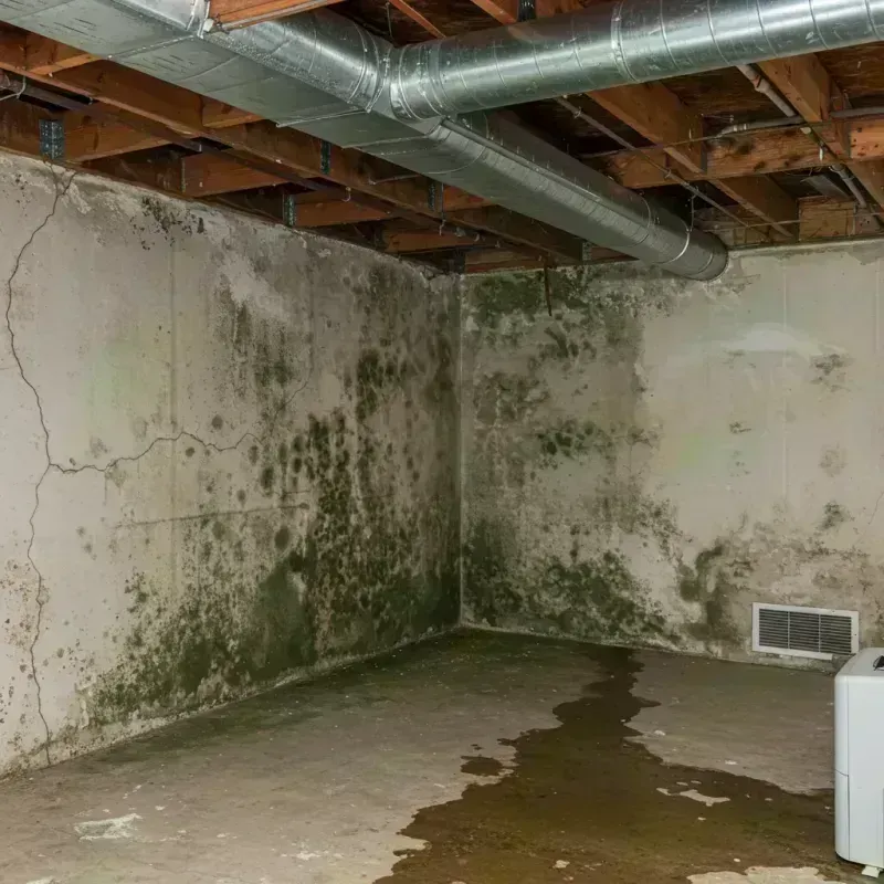 Professional Mold Removal in Maryville, IL